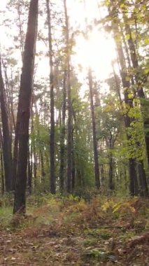 Gündüz Ukrayna 'daki bir sonbahar ormanının dikey videosu