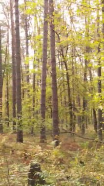 Gündüz Ukrayna 'daki bir sonbahar ormanının dikey videosu