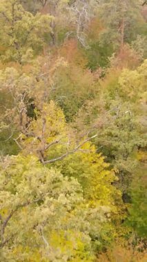 Gündüz Ukrayna 'daki bir sonbahar ormanının dikey videosu