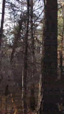 Gündüz Ukrayna 'daki bir sonbahar ormanının dikey videosu