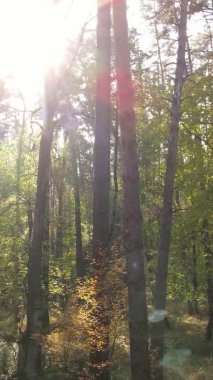 Gündüz Ukrayna 'daki bir sonbahar ormanının dikey videosu