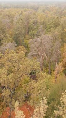 Gündüz Ukrayna 'daki bir sonbahar ormanının dikey videosu