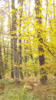 Gündüz Ukrayna 'daki bir sonbahar ormanının dikey videosu