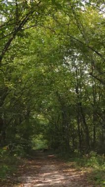 Gündüz Ukrayna 'daki bir sonbahar ormanının dikey videosu