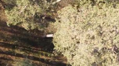 Gündüz Ukrayna 'daki bir sonbahar ormanının dikey videosu