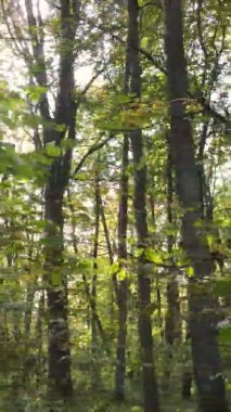 Gündüz Ukrayna 'daki bir sonbahar ormanının dikey videosu