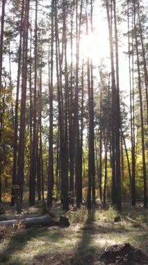 Gündüz Ukrayna 'daki bir sonbahar ormanının dikey videosu