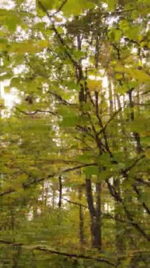 Gündüz Ukrayna 'daki bir sonbahar ormanının dikey videosu