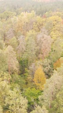 Gündüz Ukrayna 'daki bir sonbahar ormanının dikey videosu