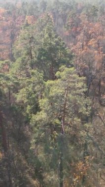 Gündüz Ukrayna 'daki bir sonbahar ormanının dikey videosu