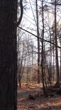 Gündüz Ukrayna 'daki bir sonbahar ormanının dikey videosu