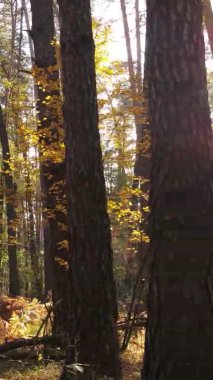 Gündüz Ukrayna 'daki bir sonbahar ormanının dikey videosu