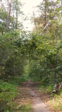 Gündüz Ukrayna 'daki bir sonbahar ormanının dikey videosu