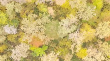 Gündüz Ukrayna 'daki bir sonbahar ormanının dikey videosu