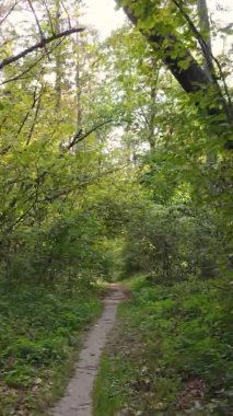 Gündüz Ukrayna 'daki bir sonbahar ormanının dikey videosu