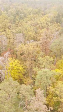 Gündüz Ukrayna 'daki bir sonbahar ormanının dikey videosu