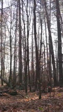 Gündüz Ukrayna 'daki bir sonbahar ormanının dikey videosu