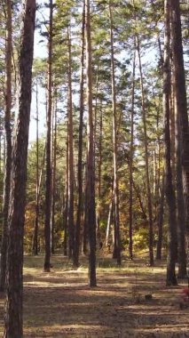 Gündüz Ukrayna 'daki bir sonbahar ormanının dikey videosu