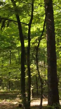 Gündüz Ukrayna 'daki bir sonbahar ormanının dikey videosu