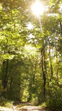 Gündüz Ukrayna 'daki bir sonbahar ormanının dikey videosu