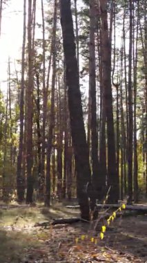 Gündüz Ukrayna 'daki bir sonbahar ormanının dikey videosu