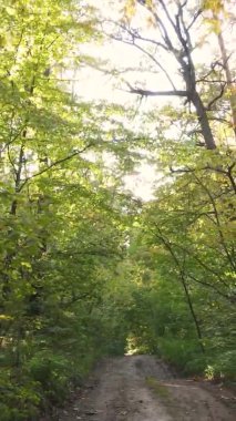 Gündüz Ukrayna 'daki bir sonbahar ormanının dikey videosu