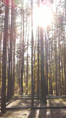 Gündüz Ukrayna 'daki bir sonbahar ormanının dikey videosu