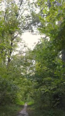 Gündüz Ukrayna 'daki bir sonbahar ormanının dikey videosu