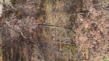 Gündüz Ukrayna 'daki bir sonbahar ormanının dikey videosu