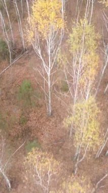 Gündüz Ukrayna 'daki bir sonbahar ormanının dikey videosu