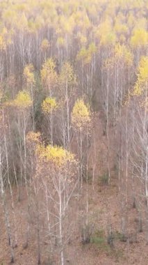 Gündüz Ukrayna 'daki bir sonbahar ormanının dikey videosu
