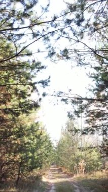 Gündüz Ukrayna 'daki bir sonbahar ormanının dikey videosu