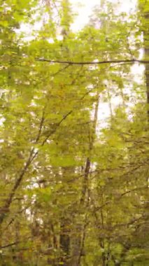 Gündüz Ukrayna 'daki bir sonbahar ormanının dikey videosu