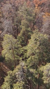 Gündüz Ukrayna 'daki bir sonbahar ormanının dikey videosu