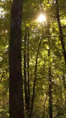 Gündüz Ukrayna 'daki bir sonbahar ormanının dikey videosu