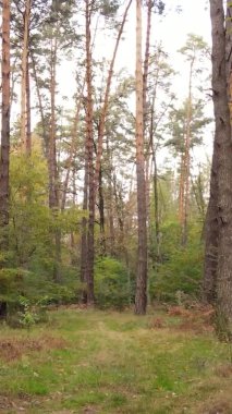 Gündüz Ukrayna 'daki bir sonbahar ormanının dikey videosu