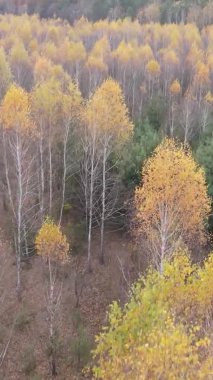 Gündüz Ukrayna 'daki bir sonbahar ormanının dikey videosu