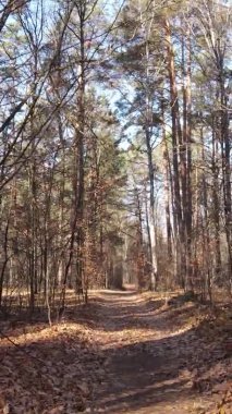 Gündüz Ukrayna 'daki bir sonbahar ormanının dikey videosu