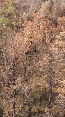 Gündüz Ukrayna 'daki bir sonbahar ormanının dikey videosu