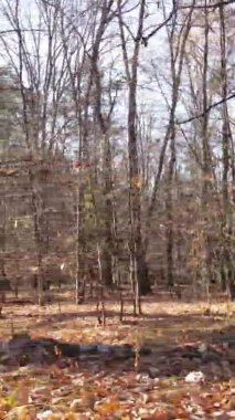 Gündüz Ukrayna 'daki bir sonbahar ormanının dikey videosu