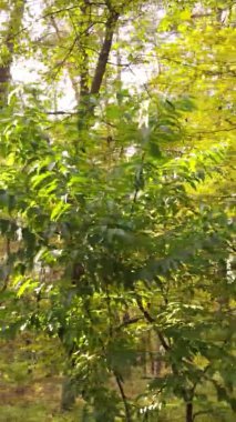 Gündüz Ukrayna 'daki bir sonbahar ormanının dikey videosu