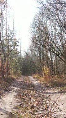 Gündüz Ukrayna 'daki bir sonbahar ormanının dikey videosu