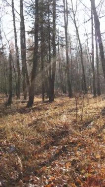 Gündüz Ukrayna 'daki bir sonbahar ormanının dikey videosu