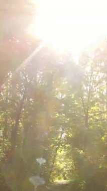 Gündüz Ukrayna 'daki bir sonbahar ormanının dikey videosu