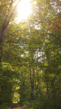 Gündüz Ukrayna 'daki bir sonbahar ormanının dikey videosu