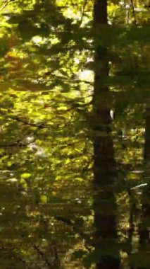 Gündüz Ukrayna 'daki bir sonbahar ormanının dikey videosu