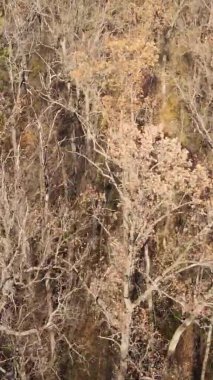 Gündüz Ukrayna 'daki bir sonbahar ormanının dikey videosu