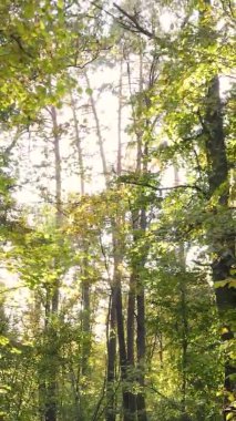 Gündüz Ukrayna 'daki bir sonbahar ormanının dikey videosu