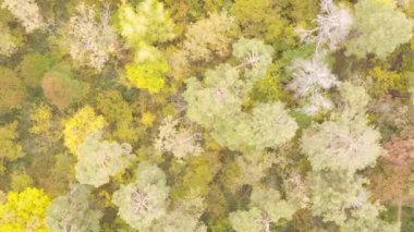 Gündüz Ukrayna 'daki bir sonbahar ormanının dikey videosu