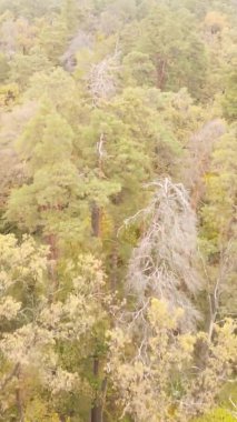 Gündüz Ukrayna 'daki bir sonbahar ormanının dikey videosu